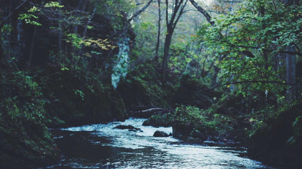Spatially Variable Hydraulic Roughness: Calibrating Manning's n for Submerged vs. Emergent Riparian Canopy